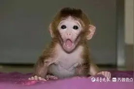 14000元买下猕猴朋友圈出尽风头，可怜小家伙不久埋骨树下图片