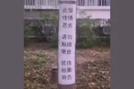 北大流浪猫因抓人被连贴12张告示，猫：咦为啥没人喂我啦图片