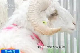 一只羊，卖到2.6万元！为啥这么值钱？图片