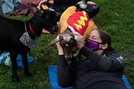 美国：民众参加万圣节“山羊瑜伽”忙里偷闲来张合影图片