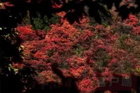 收藏！河南各地赏红叶详细攻略，不必远走，家门口就有图片