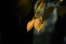 沈阳城区“藏”有这样一块静谧之地！少有人知图片