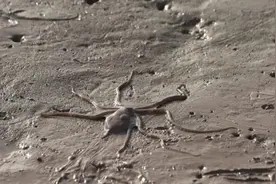 普通食材也能四两拨千斤吗？只要做法够硬核，那都不是事儿图片