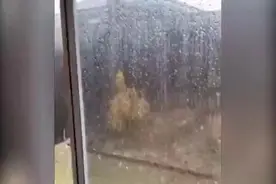 澳大利亚昆士兰州遭冰雹袭击 巨大冰雹砸穿窗户屋顶图片