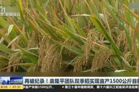 再破纪录！袁隆平团队双季稻实现亩产1500公斤目标