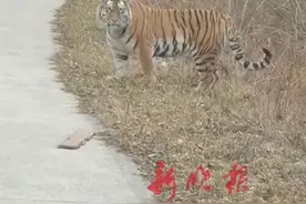惊！车正在公路上行驶，突然蹿出一只野生东北虎！一路尾随……图片
