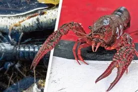 小龙虾疯狂入侵，快把专家愁秃了！“吓得我口水直流”……图片