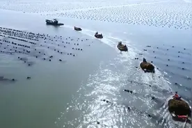 我爱山东，我为家乡代言丨海带丰收满船舱！航拍荣成海带收割季壮观景象图片
