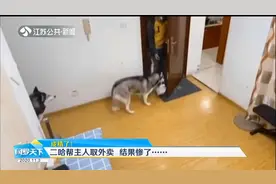二哈给主人取外卖，后踢腿关门“送客”还拆外卖偷吃，结果惨了视频封面