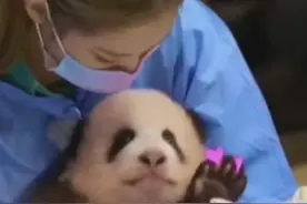 BLACKPINK违规接触熊猫幼崽，网友怒：这些动作都可能会让熊猫染病图片