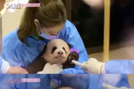 韩偶像团体BlackPink带妆抱熊猫幼崽引争议 其行为可能导致幼崽感染图片