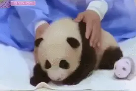 非专业人士不能摸熊猫图片