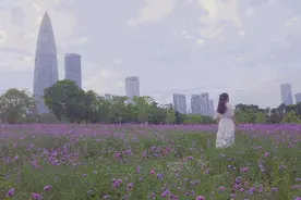 未来两月深圳将迎最美时刻！2020公园文化季花海中启动图片