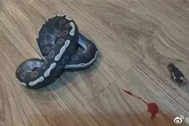 宁波男子逗球蟒被咬剪下蛇头，扬言“一条破蛇而已还想把我抓起来？”结果被刑拘图片