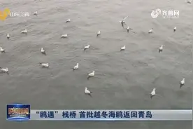 壮观！青岛迎来“老朋友”，首批越冬海鸥返回，在栈桥觅食嬉戏