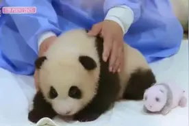 BLACKPINK成员触摸熊猫引争议，YG称将不播放团综图片