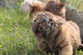 萌！重庆四胞胎虎宝宝首次亮相图片