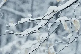 刚刚预报！大雪！阜阳大雪！零下11℃！高度警惕图片