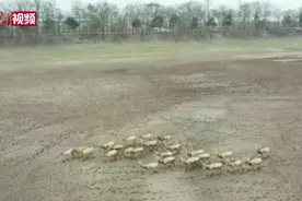 中国成功放归25只麋鹿 种群数量达8000只视频封面