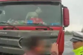 货车司机将斗牛犬放上驾驶台：开车有个伴