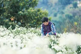 高山贡菊又飘香图片