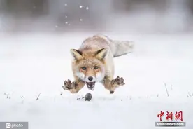 撒欢卖萌耍宝！冰天雪地里的小动物太逗了图片