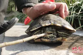 老太太金水河放生外来物种巴西龟 专家：这是世界最危险的100种外来入侵物种之一图片