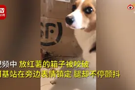 柯基偷吃红薯被训，表情淡定腿不停颤抖，网友：像极了小时候犯错的样子图片