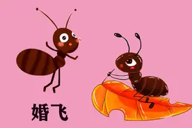 小蚂蚁的秘密图片