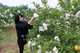 单腿搏击新天地 四川西充90后独腿单亲妈妈和她的千对鸽子图片