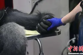 大猩猩饱受腹痛折磨送医检查 牵手美国医生图片