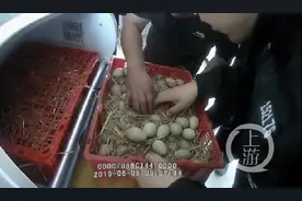 男子捡拾野鸟蛋1910枚被判缓刑 检方让其为自然保护区义务浇水30天图片