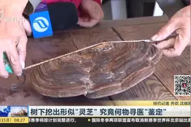 树下挖出形似“灵芝”  究竟何物寻医“鉴定”