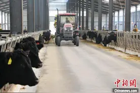 “中国第一牛县”写就富民“牛文章”图片