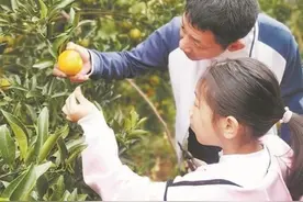 泉州：秋冬果园丰收啦！周末带娃摘水果去图片