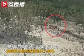 养鸡场丢300多只鸡，小偷是只金毛，失主：狗是聪明，可人不该干这事图片