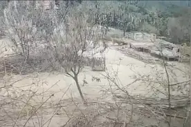 视频 | 开奥迪的主人训练金毛犬偷鸡，案值较大警方已立案图片