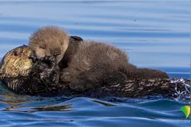 新生水獭宝宝被妈妈抱怀中游泳 紧紧相拥幸福感爆棚图片