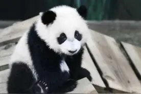 萌化了！荷兰公布大熊猫宝宝“梵星”最新照图片