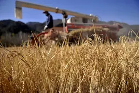 把普通水稻“编辑”成香稻图片