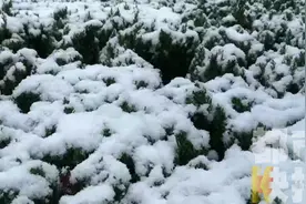 陕西强降雪来袭！西安大雪纷飞 今冬异常寒冷？解释来了图片