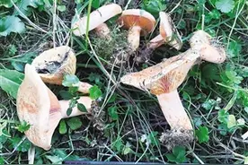 美味谷熟菌首次实现人工栽培图片