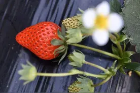 冬草莓上市了，比往年晚了两周但便宜点！章姬、红颜，还有白兔、越秀、天仙醉……图片