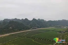 多彩沅陵：茶旅融合融出脱贫致富新格局图片