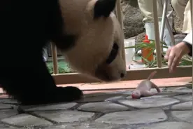 56秒丨又一熊猫宝宝在日本诞生！日方工作人员首次独立为熊猫接生