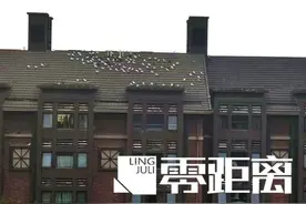 吃在动物园、住在公寓楼，一群“嚣张”野鸽侵占小区图片