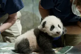 “小奇迹”，你好！旅美大熊猫“美香”的新生幼崽有名字了图片