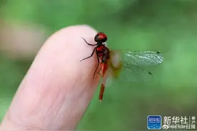 体长不到1.5厘米，四川 发现目前已知世界最小蜻蜓个体图片
