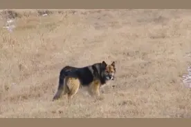 俄版“忠犬八公”！狗狗在路边等去世主人11年图片