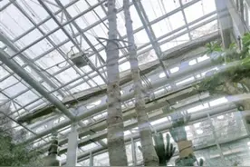 非洲“长寿树”落户郑州植物园图片